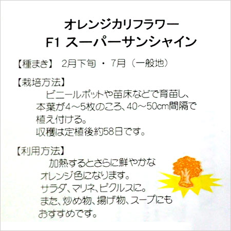 【ラッキーシール対応】カリフラワー（ブロッコリー） ：オレンジカリフラワー・F1スーパーサンシャイン[2月下旬・7月まき　野菜タネ]