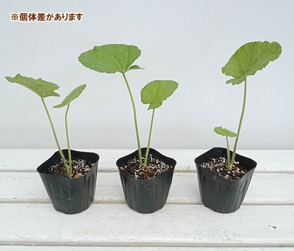 ハーブの苗/ホリホック：ブラック3号ポット 2株セット