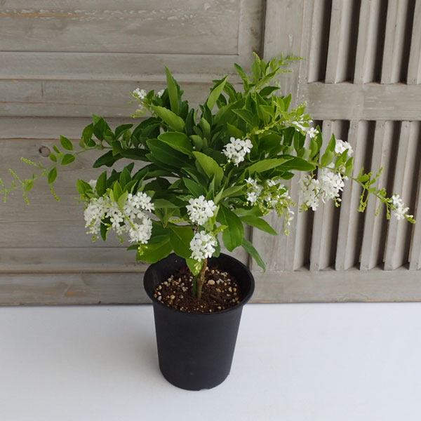 デュランタ：ホワイトラブ（白花・アルバ）4号鉢植えスタンド仕立て