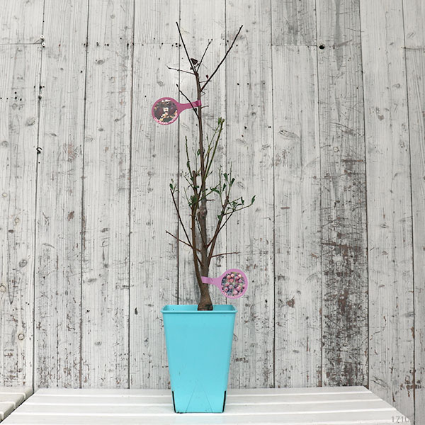 果樹の苗/ハイブリッドプランツ：スモモ系（ハリウッドとサンタローザ）7号鉢植え