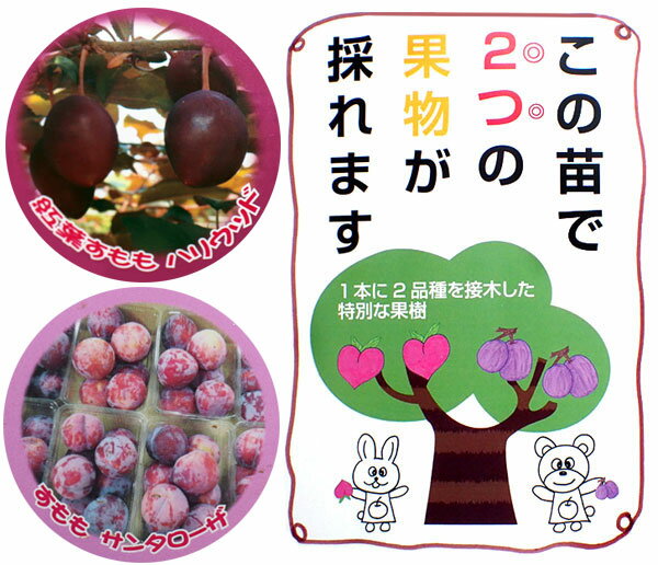 果樹の苗/ハイブリッドプランツ：スモモ系（ハリウッドとサンタローザ）7号鉢植え