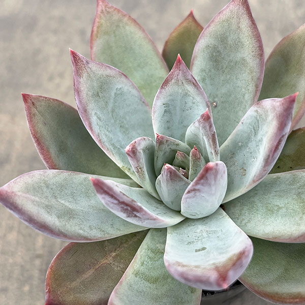 観葉植物/エケベリア：コロラータ　2号ポット