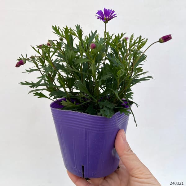 草花の苗/ブラキカム：ブラスコバイオレット3.5号ポット