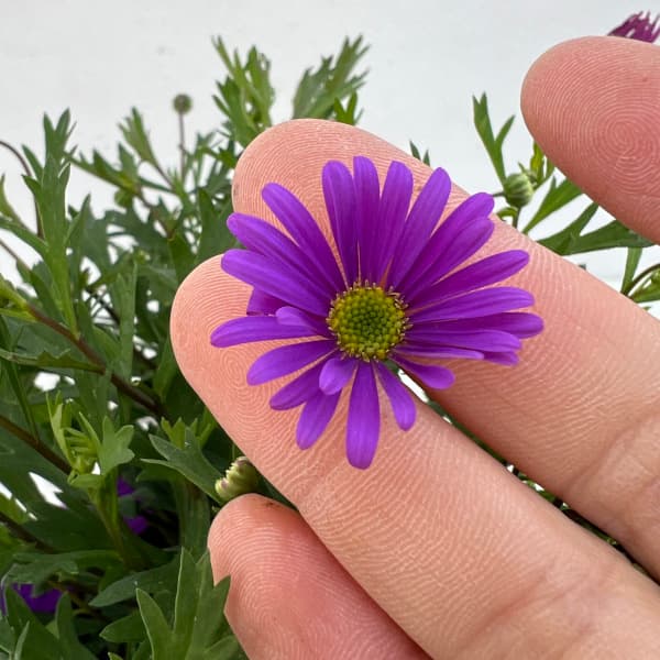 草花の苗/ブラキカム：ブラスコバイオレット3.5号ポット
