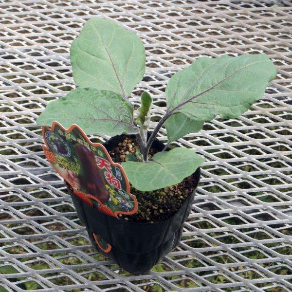 野菜の苗/[送料無料]ナス：奥三河天狗なす3.5号ポット 12株セット