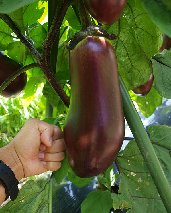 野菜の苗/[送料無料]ナス：奥三河天狗なす3.5号ポット 12株セット