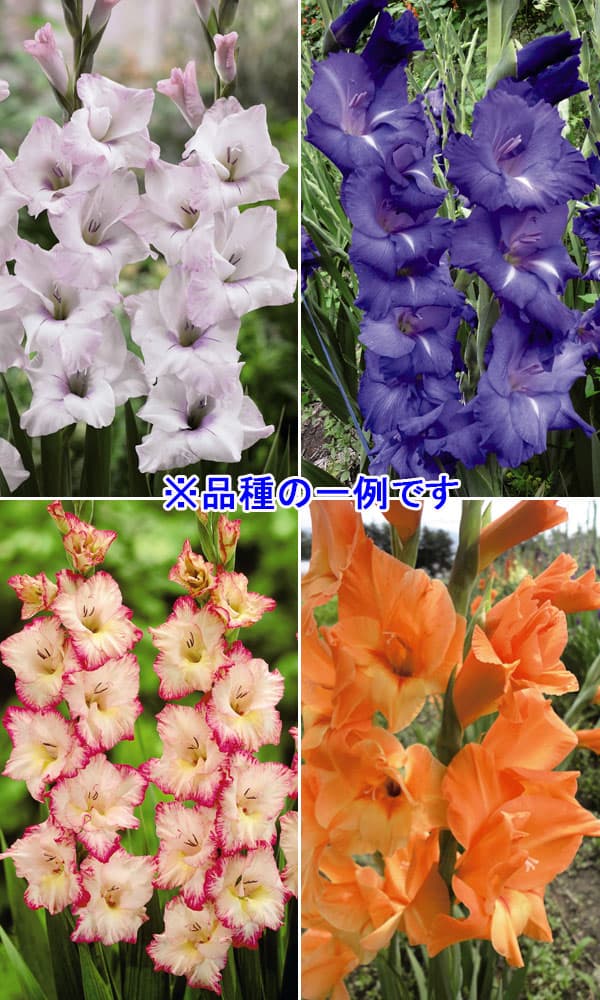 球根/グラジオラス図鑑（25品種の球根セット）