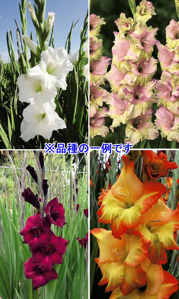 球根/グラジオラス図鑑（25品種の球根セット）