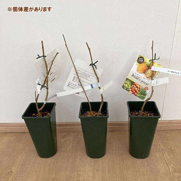 果樹の苗/ヘーゼルナッツ（西洋ハシバミ）：ウェブズプライズ4号ポット