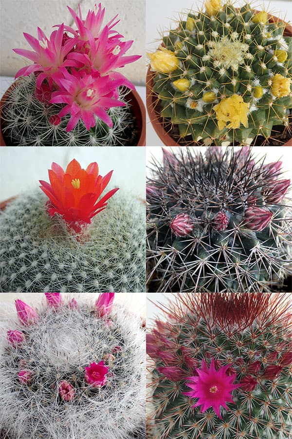 花が咲くサボテンとは 咲きやすい人気品種5選や 花言葉もご紹介 Kurashi No