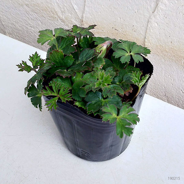 ���ͥ�͡��ե륲�󥹲ֿ��ߥå���2-4�忢��3-3.5��ݥå� 3�ĥ��å�