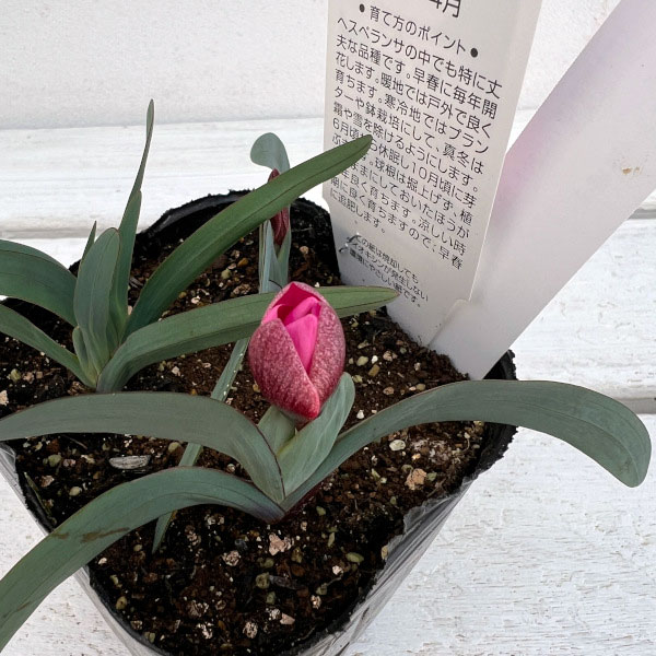 �إ��ڥ�󥵡��եߥꥹ3-4�忢��3��ݥå�