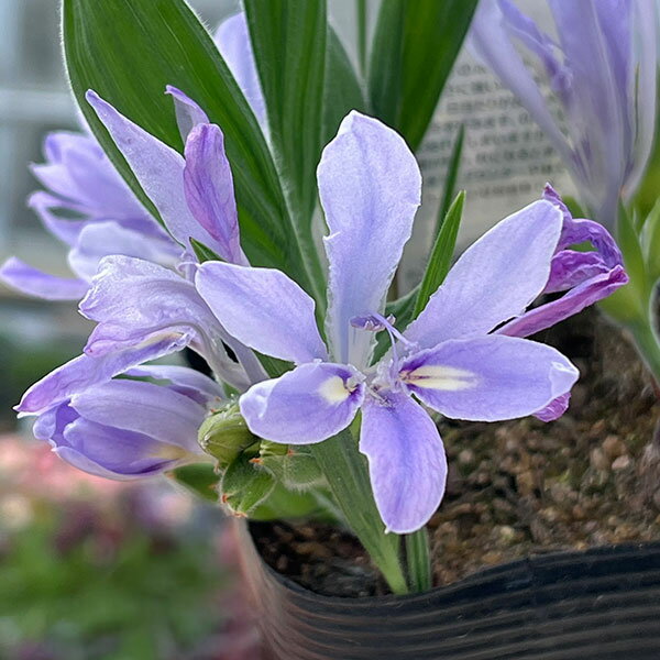 �ʤ櫓�����ò��˥Хӥ��ʡ����ǥ�٥륲�󥷥�3�忢��3.5��ݥå�