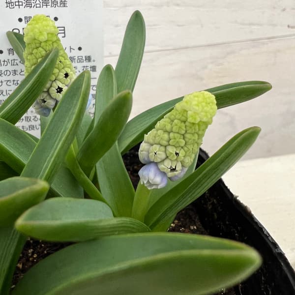 �ॹ���ꡧ�ޥ���ƥ��ǥ���4�忢��3.5��ݥå�