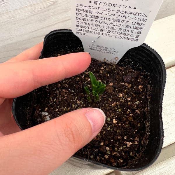 ���顼����ѥ˥�顼���ʵ庬�Ĥ꤬����ˡ��ԥ�1�忢��3��ݥå�