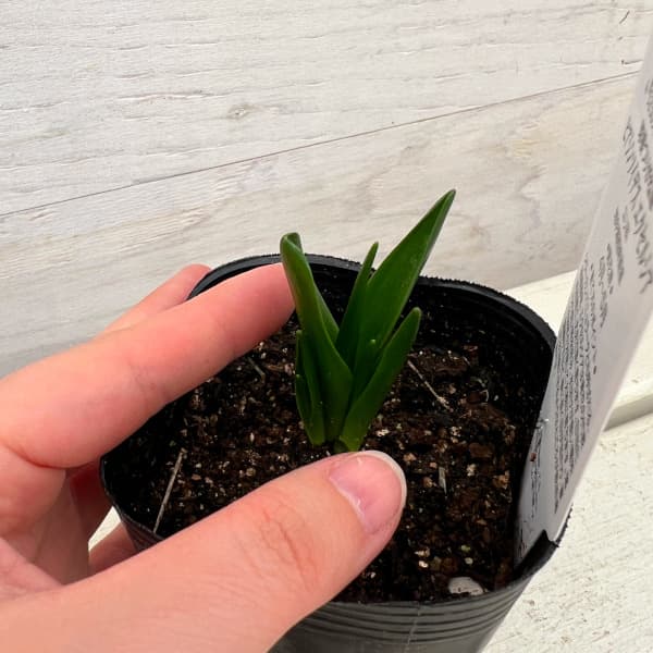 ���顼���������륷�����Ĳ֡�1�忢��3�桡2�ݥåȥ��å�