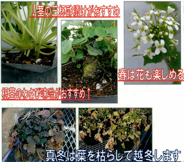 ��ڤ���/�掠�ӡ��Ų��Τ蘆����4��ݥåȡ�2ǯ�ġ�