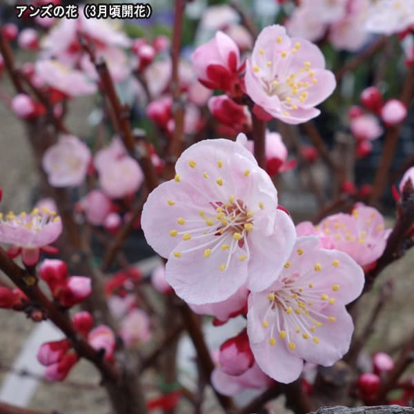 果樹の苗/アンズ（杏）：新潟大実4〜5号ポット
