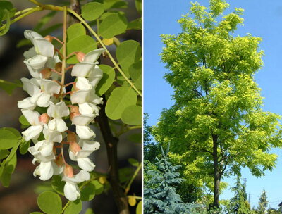アカシアってどんな木 花の特徴や咲く季節 ミモザとの違いをご紹介 暮らし の