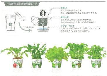 【ラッキーシール対応】フレッシュフィール：サラダホウレンソウ栽培セット（底面給水）・ミニポンプ付き