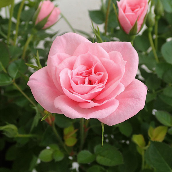 �ߥ˥Х顧�ߥ��ԡ���ɱ4.5��ȭ����