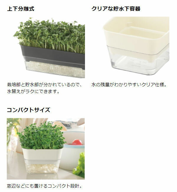 スプラウト（モヤシ）栽培セット：栽培容器12型とレッドキャベツ・ルビーかいわれの種