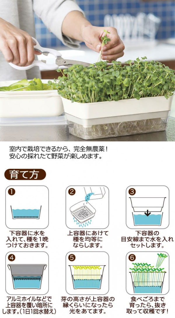 スプラウト（モヤシ）栽培セット：栽培容器12型とレッドキャベツ・ルビーかいわれの種