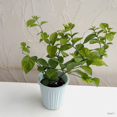 マツリカ 植物図鑑 マツリカ 植物図鑑