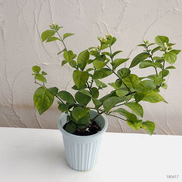 マツリカ 植物図鑑