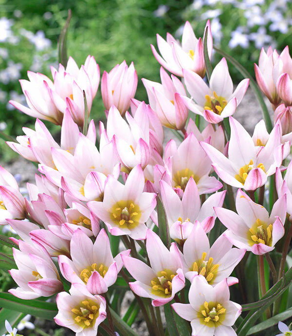 ����ϥ��塼��åס��ҥ��2�忢��3��ݥå�