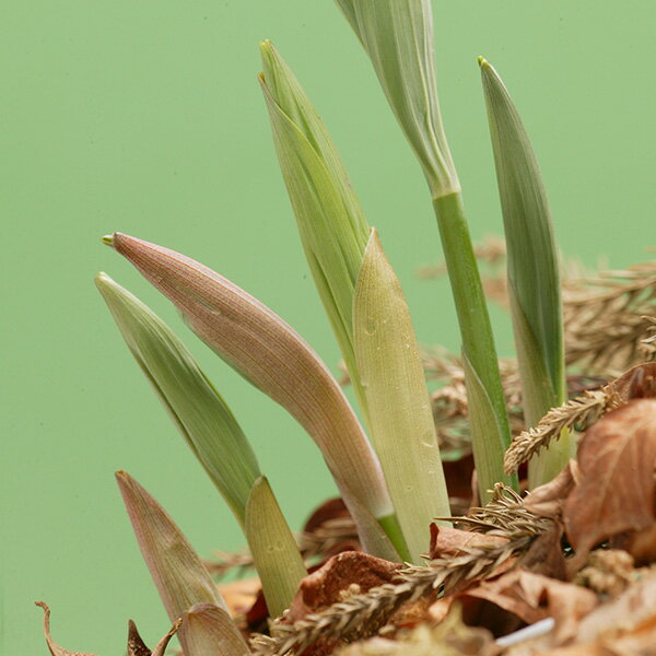 ��ڤ���/�����ʥ륳���3��ݥå�