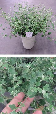 【ラッキーシール対応】草花の苗/小菊:さとの 4.5号鉢植え
