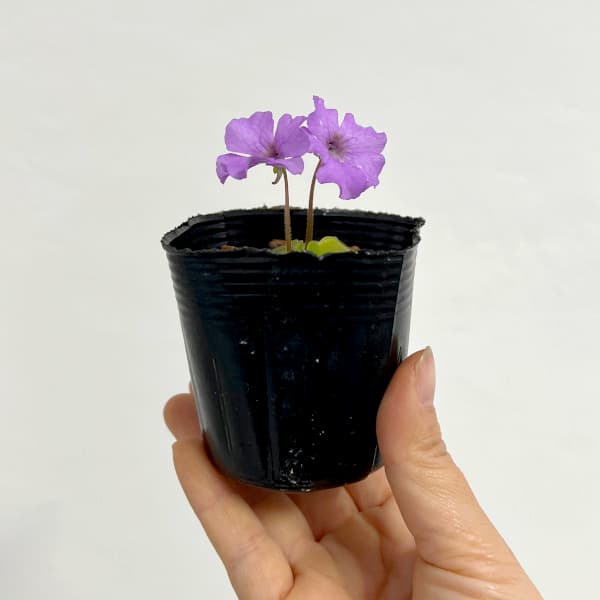 ���տ�ʪ/�ॷ�ȥꥹ�ߥ��������ˡ�ʡ̼2.5��ݥå�