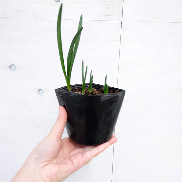 ���Ρ��ե졼��3.5��4��ݥå�