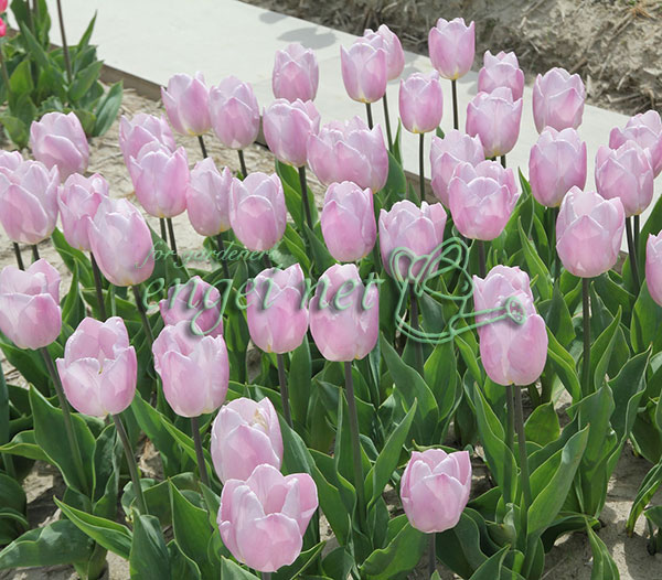 ���塼��åס������ǥ����ץ��1�忢����Ф�3�濼�ݥå�