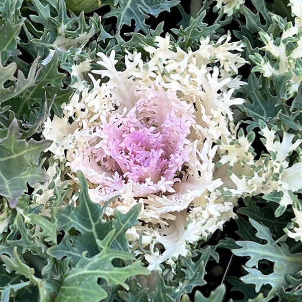 ��֤���/�ϥܥ����򤯤��㤯3-3.5��ݥå�