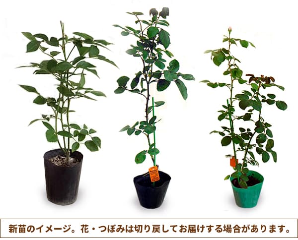 バラの苗/[送料無料]四季咲中輪バラ：ニルヴァーナ新苗