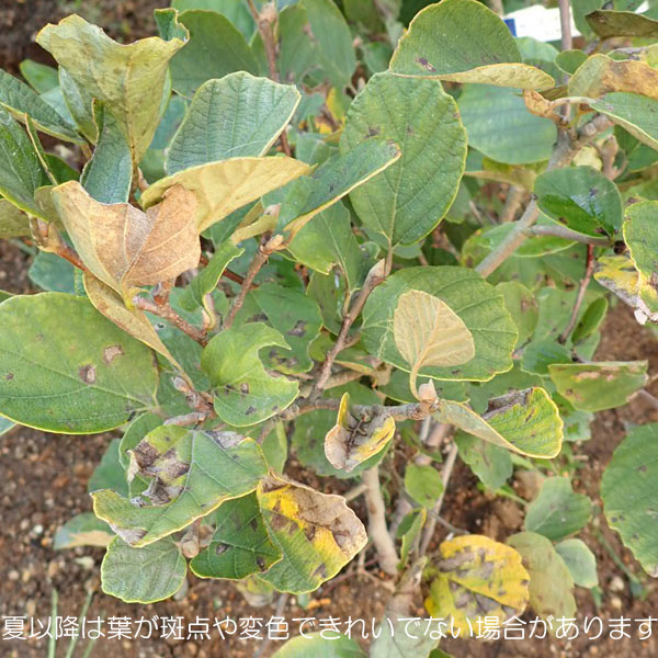 花木 庭木の苗/シロバナマンサク（フォサギラ）：モンティコーラ マウントエリー3号ポット