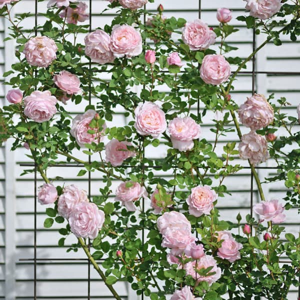バラの苗/デルバールローズ：ソフィー・ロシャス大苗6号角鉢植え