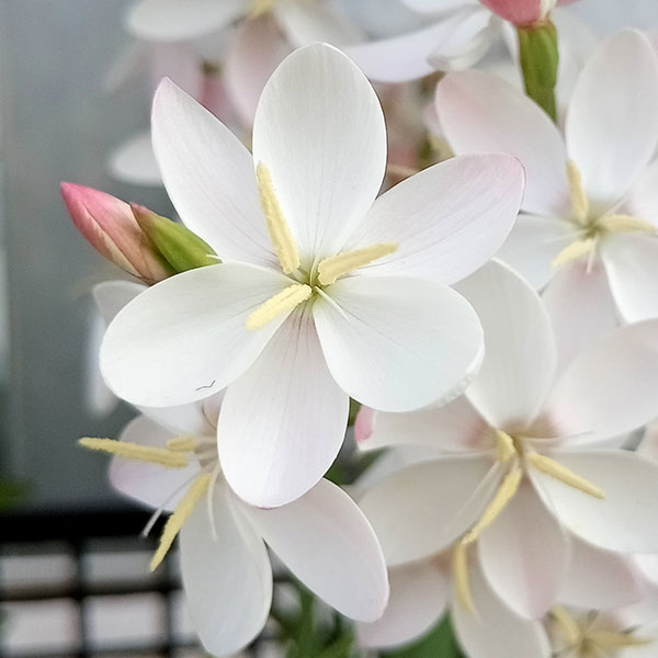 �إ��ڥ�󥵡������顼���ԥ�4�忢��3.5��ݥå�