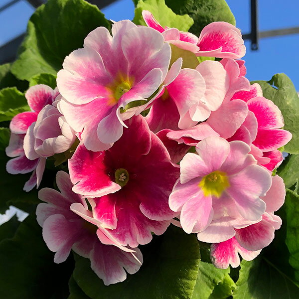 プリムラ：オブコニカ タッチミー ホワイトレッド4号鉢植え