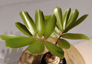 観葉植物/ザミアプミラ　3号鉢植え