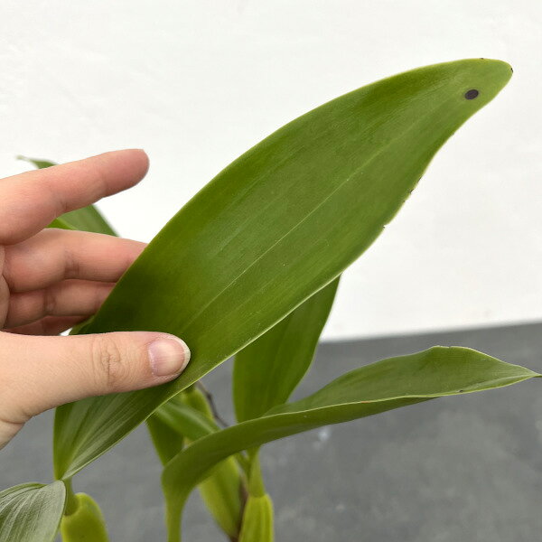 山野草の苗/セロジネ：レンティギノーサ3.5号ポット