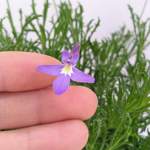 ロベリア：パラシオンブルー4号鉢植え