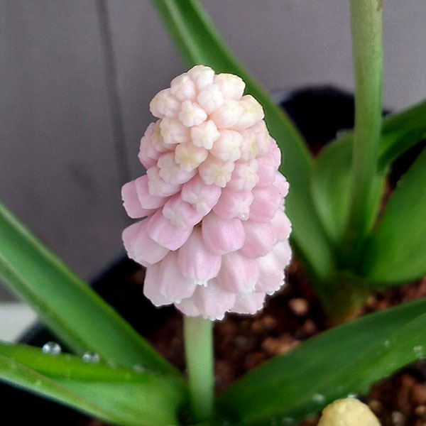 �ॹ���ꡧ�ԥ󥯥���饤��4�忢��3.5�� 4�ݥåȥ��å�