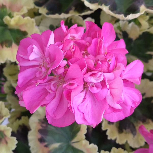 草花の苗/ゼラニウム：リトルジップ6号鉢植え