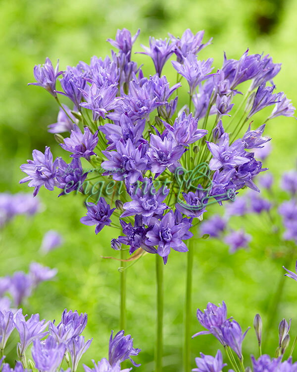 11月に植える花といえば おすすめ品種10選を植える時期や見頃の季節含めてご紹介 Kurashi No