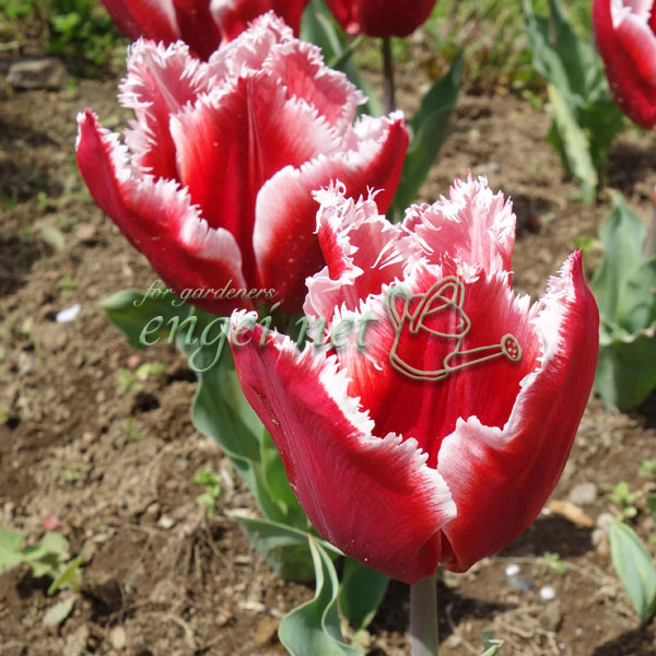 ���塼��åס����ʥ���1�忢����Ф�3�濼�ݥå� 2�ĥ��å�