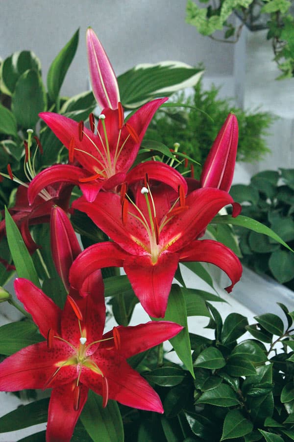 �庬/��ꡧ���ꥨ�󥿥��꡼ �������ԥ��ʥ�åɥ����֥�󥫡�1������