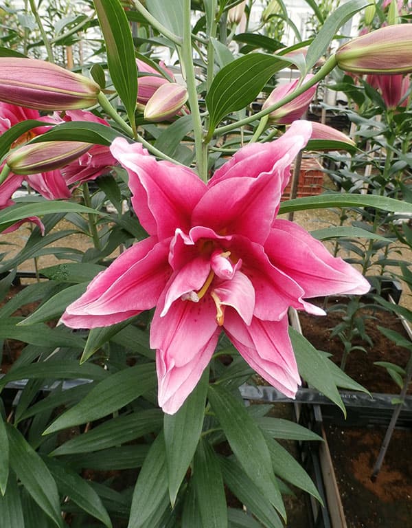 �庬/��ꡧȬ�ź餭���ꥨ�󥿥��꡼�� �����1������